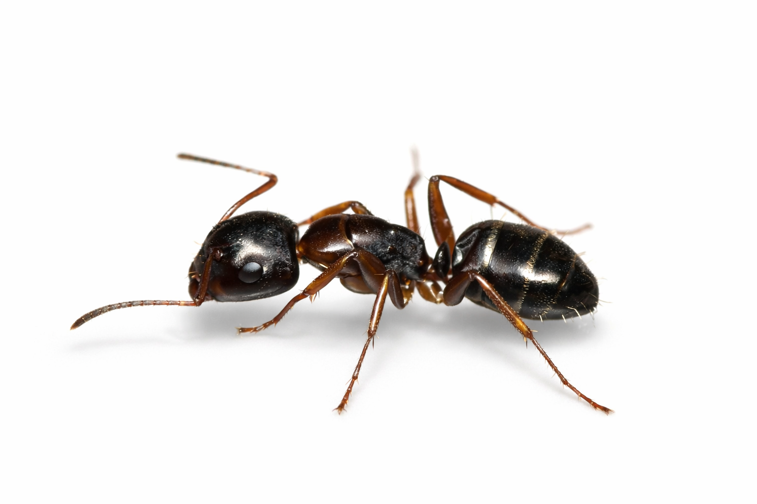 Camponotus nearcticus – Smaller Carpenter Ant Queen / Colony