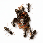 Camponotus nearcticus – Smaller Carpenter Ant Queen / Colony