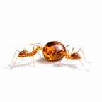 Ant Sugar Nectar
