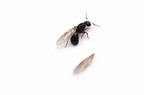 Camponotus herculeanus – Hercules Carpenter Ant Queen / Colony