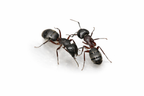 Camponotus herculeanus – Hercules Carpenter Ant Queen / Colony