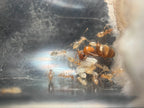 Prenolepis imparis – Winter Ant Queen / Colony