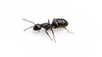 Camponotus nearcticus – Smaller Carpenter Ant Queen / Colony