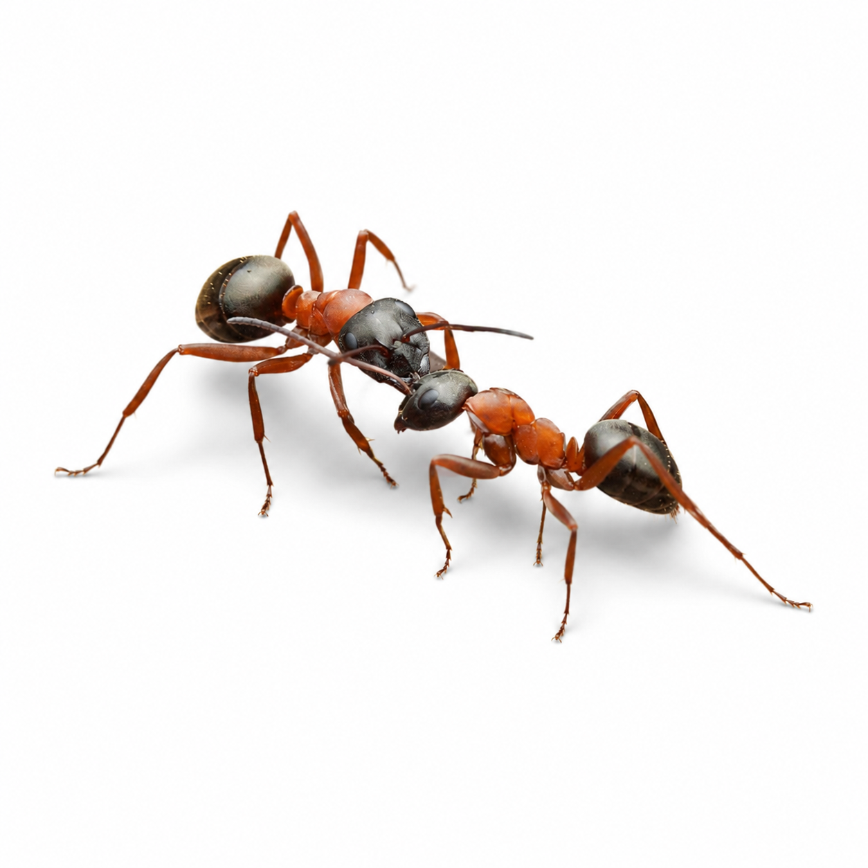 Formica neorufibarbis – Boreal Field Ant Queen / Colony