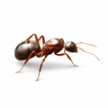 Formica neorufibarbis – Boreal Field Ant Queen / Colony