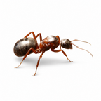 Formica neorufibarbis – Boreal Field Ant Queen / Colony