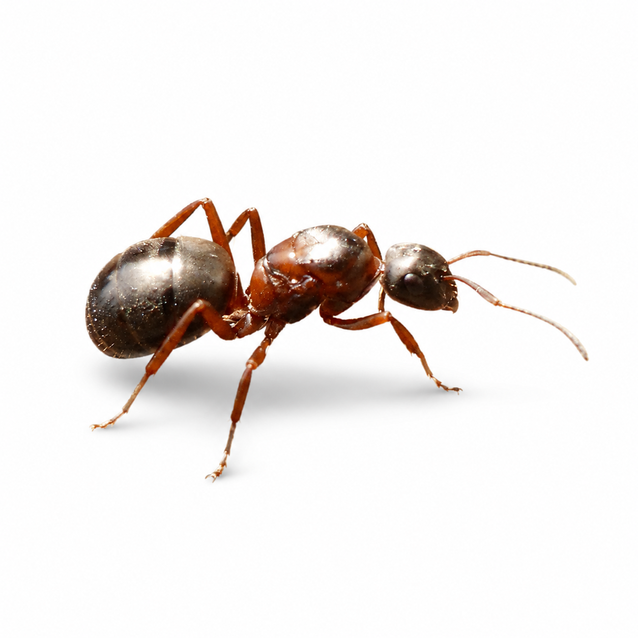 Formica neorufibarbis – Boreal Field Ant Queen / Colony