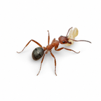 Formica aserva – Sanguinary Ant Queen / Colony