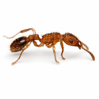 Tetramorium Bicarinatum (Guinea Ant) - Live Queen Ant Colony