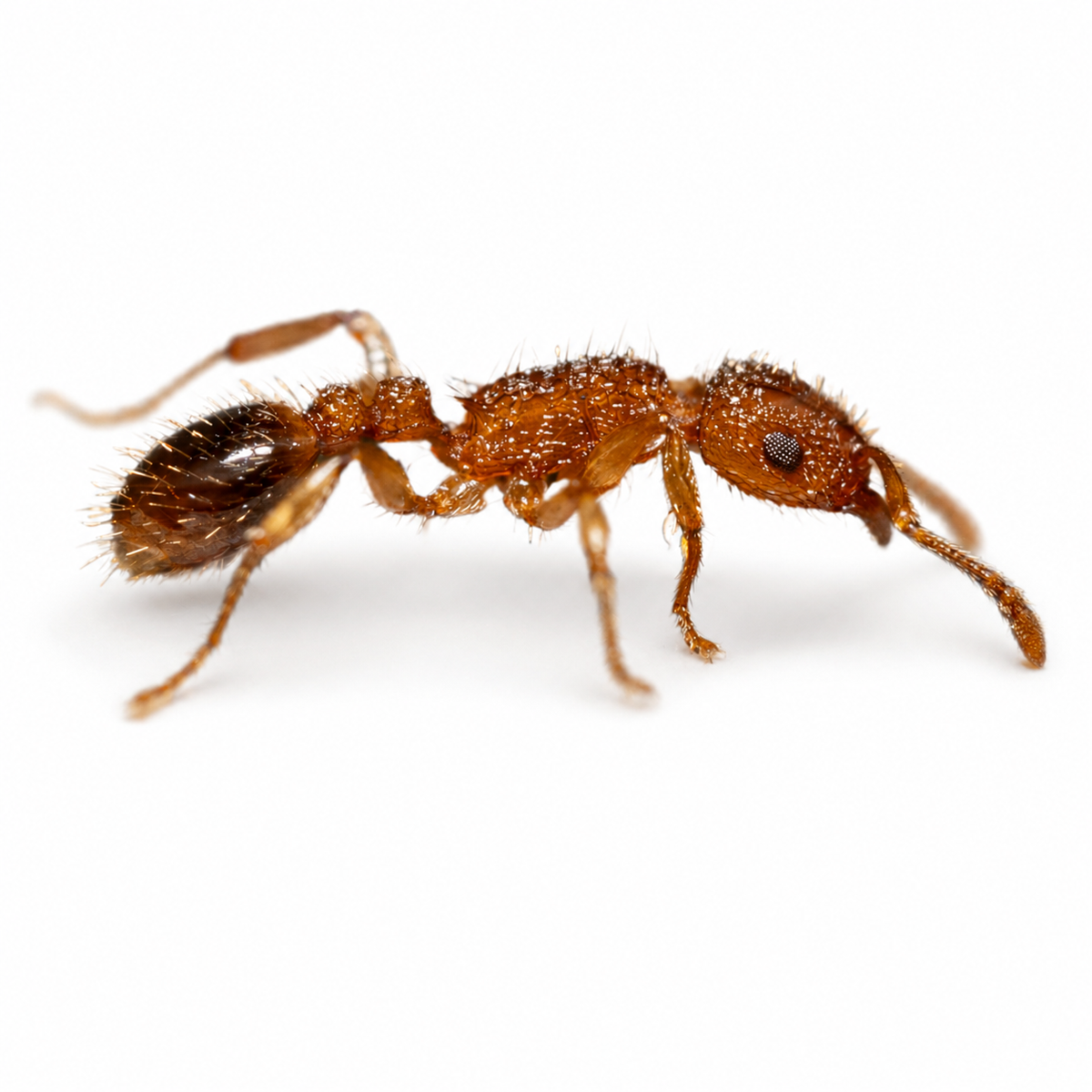 Tetramorium Bicarinatum (Guinea Ant) - Live Queen Ant Colony