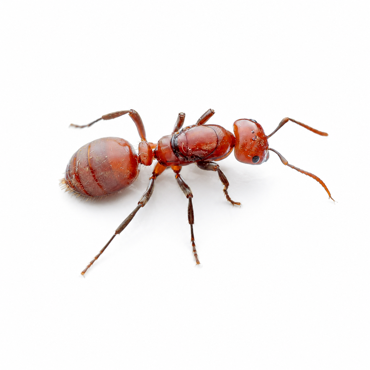 Polyergus mexicanus – Mexican Amazon Ant Queen / Colony