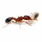 Tetramorium Bicarinatum (Guinea Ant) - Live Queen Ant Colony