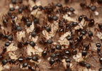 Aphaenogaster picea – Pitch-black Collared Ant Queen / Colony