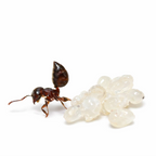Crematogaster cerasi – Cherry Acrobat Ant Queen / Colony