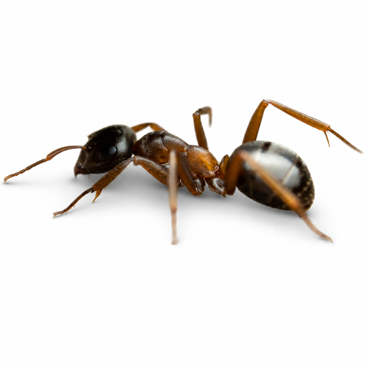 Formica neorufibarbis – Boreal Field Ant Queen / Colony