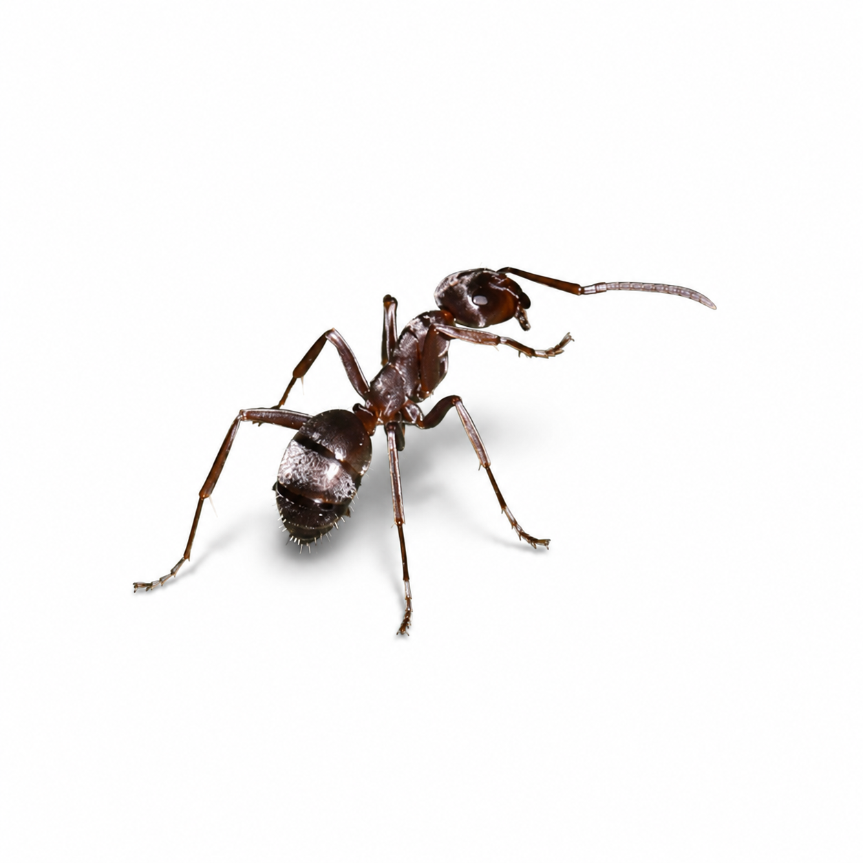 Formica montana – Prairie Mound Ant Queen / Colony