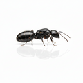 Camponotus nearcticus – Smaller Carpenter Ant Queen / Colony