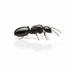 Camponotus nearcticus – Smaller Carpenter Ant Queen / Colony
