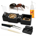Red Soldier Ants Starter Kit | Live Camponotus Novaeboracensis Ant Colony Growth Kit