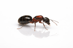 Camponotus novaeboracensis – New York Carpenter Ant Queen / Colony