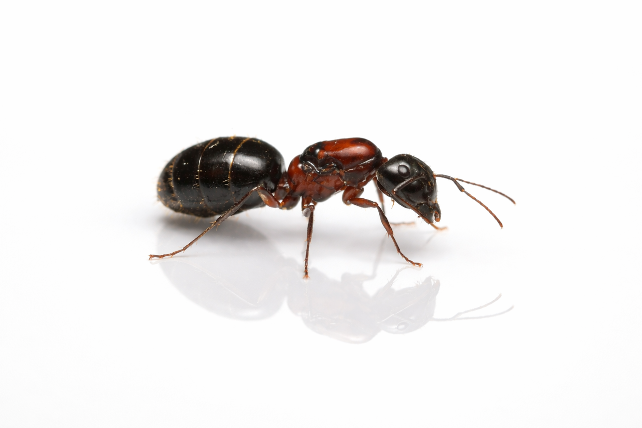 Camponotus novaeboracensis – New York Carpenter Ant Queen / Colony