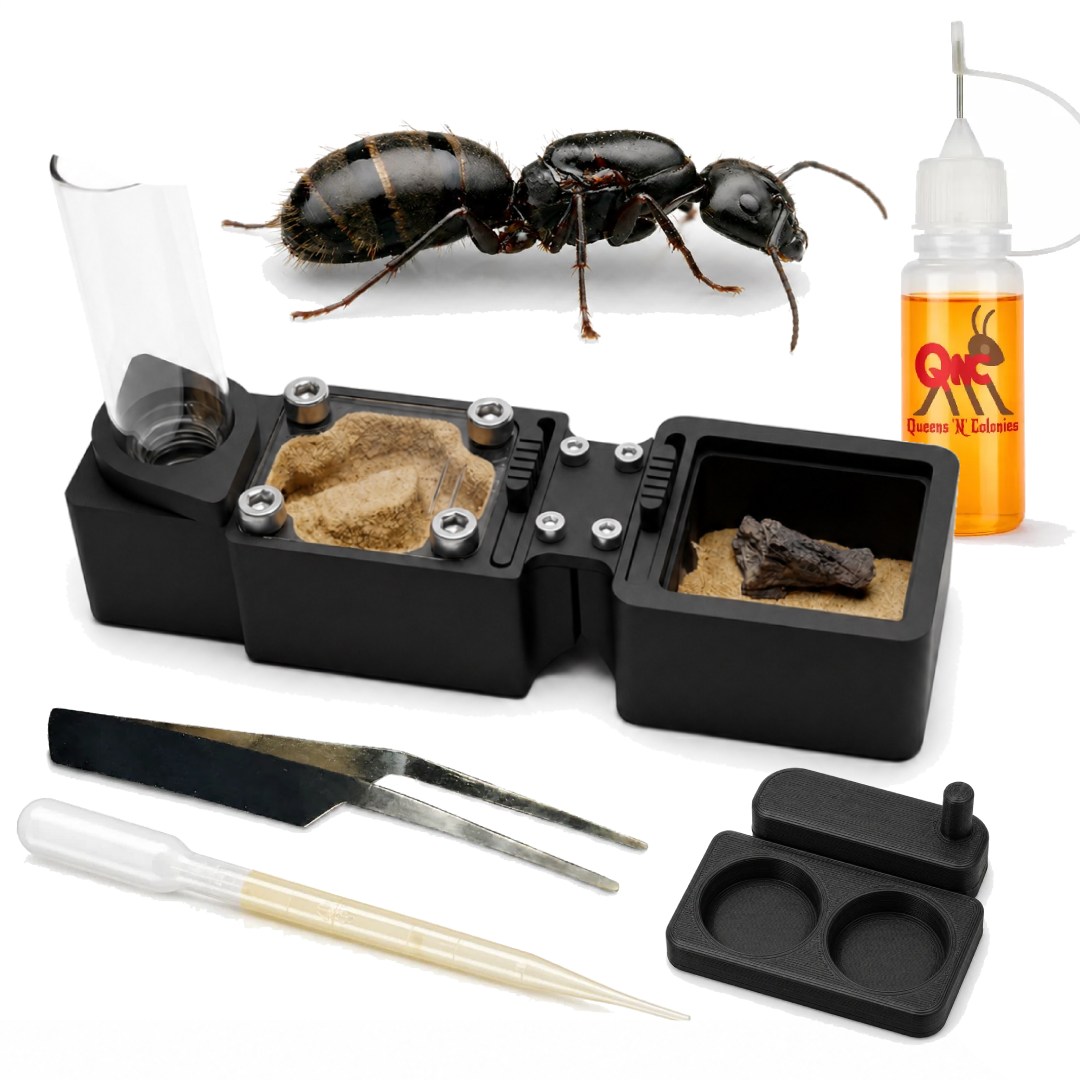 Black Soldier Ants Starter Kit | Live Carpenter Ant Colony Growth Kit