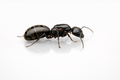 Camponotus pennsylvanicus – Eastern Black Carpenter Ant Queen / Colony