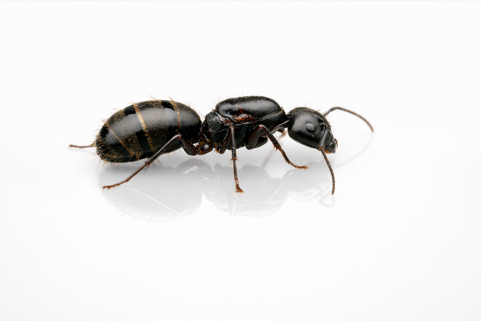 Camponotus pennsylvanicus – Eastern Black Carpenter Ant Queen / Colony