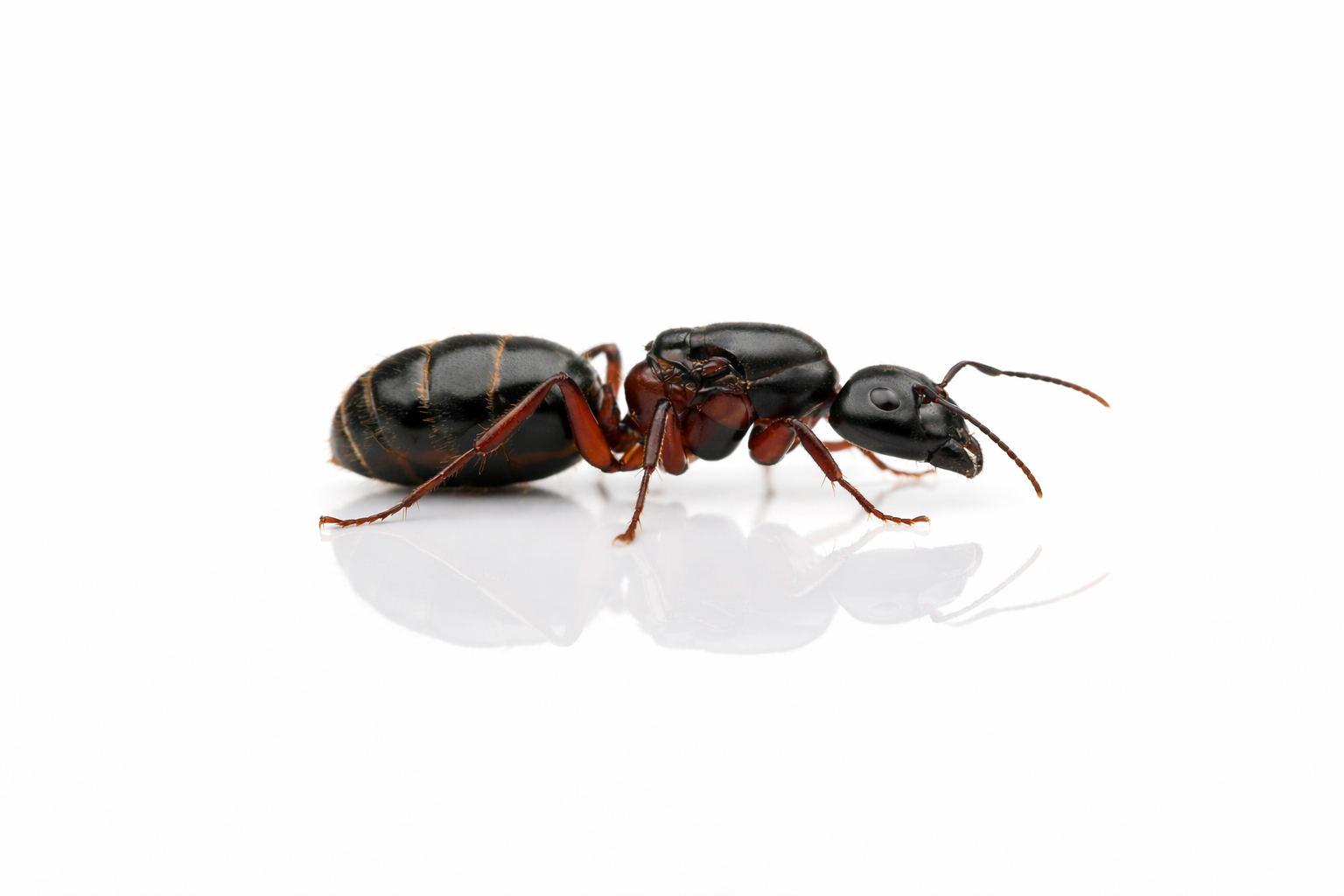 Camponotus herculeanus – Hercules Carpenter Ant Queen / Colony
