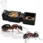 Red Soldier Ants Starter Kit | Live Camponotus Novaeboracensis Ant Colony Growth Kit