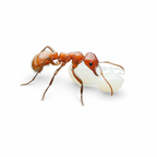 Polyergus mexicanus – Mexican Amazon Ant Queen / Colony