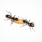 Camponotus pennsylvanicus – Eastern Black Carpenter Ant Queen / Colony