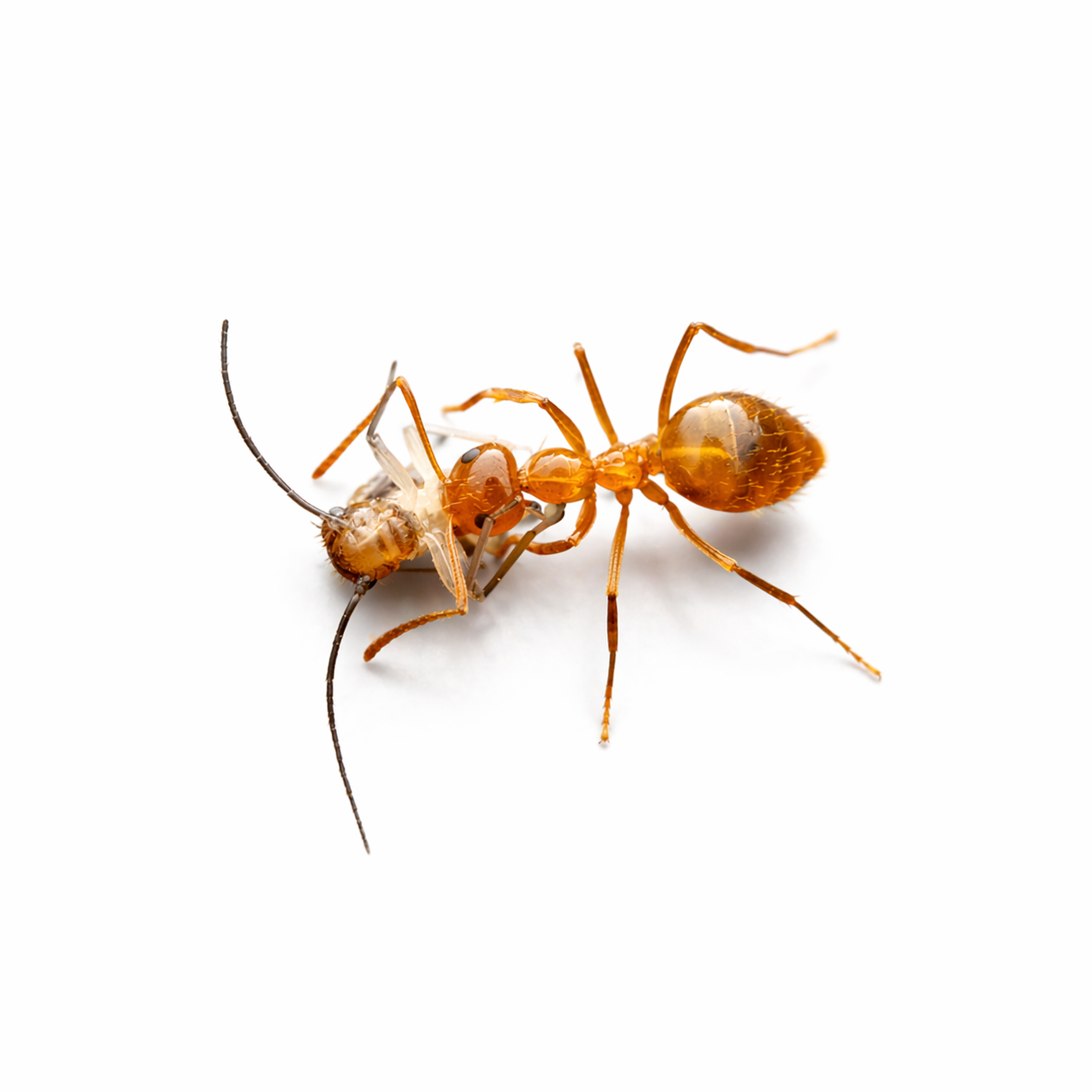 Prenolepis imparis – Winter Ant Queen / Colony