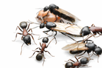 Camponotus novaeboracensis – New York Carpenter Ant Queen / Colony