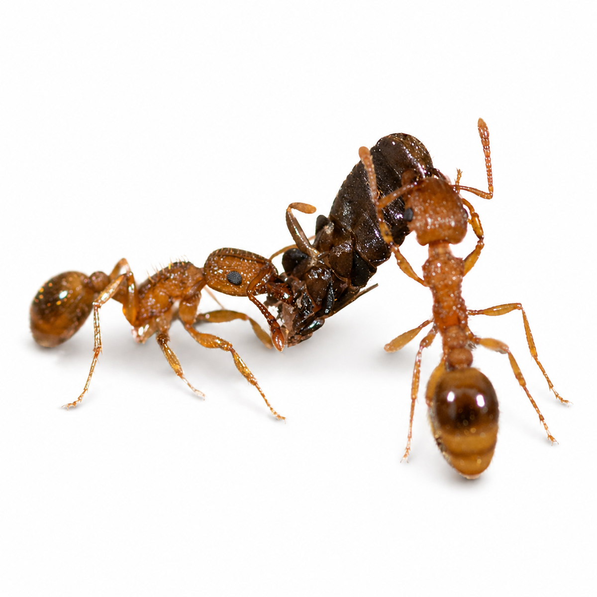 Tetramorium Bicarinatum (Guinea Ant) - Live Queen Ant Colony