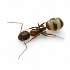 Camponotus subbarbatus – Bumblebee Carpenter Ant Queen / Colony