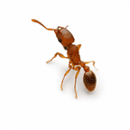 Tetramorium Bicarinatum (Guinea Ant) - Live Queen Ant Colony