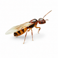 Camponotus subbarbatus – Bumblebee Carpenter Ant Queen / Colony