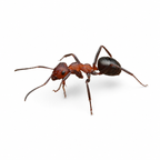 Formica obscuriventris – Shadow Wood Ant Queen / Colony