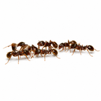 Tetramorium immigrans – Pavement Ant Queen / Colony
