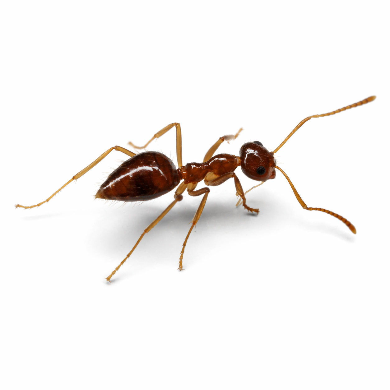 Prenolepis imparis – Winter Ant Queen / Colony