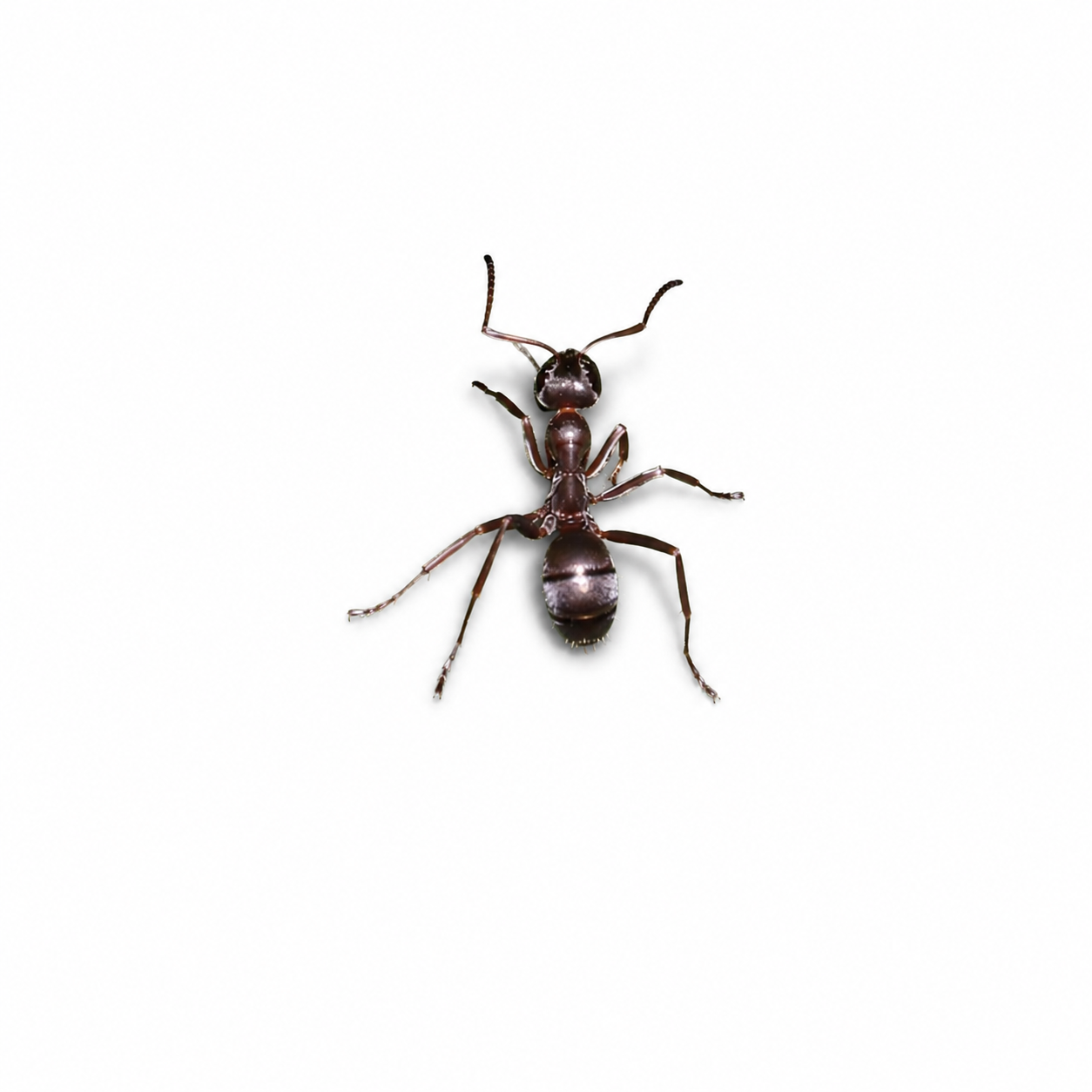Formica montana – Prairie Mound Ant Queen / Colony
