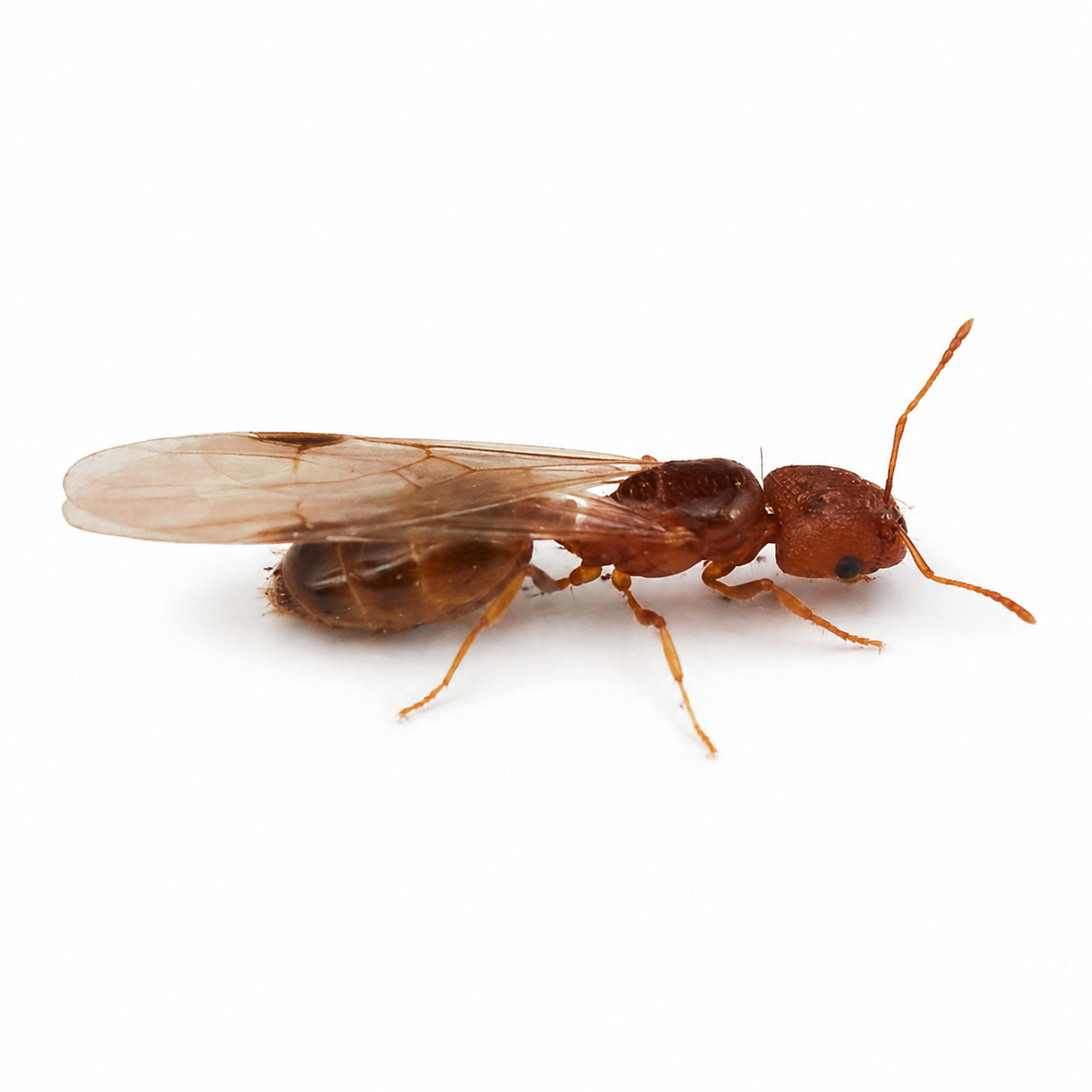 Pheidole californica – Big-headed Ant Queen / Colony