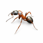 Formica neorufibarbis – Boreal Field Ant Queen / Colony