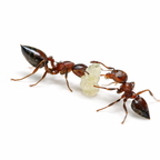Crematogaster cerasi – Cherry Acrobat Ant Queen / Colony