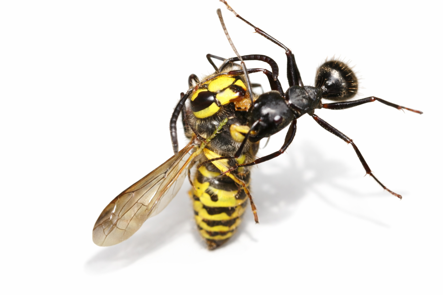 Camponotus pennsylvanicus – Eastern Black Carpenter Ant Queen / Colony
