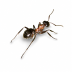 Formica ulkei – Ulke's Mound Ant Queen / Colony