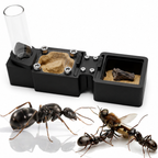 Acid Spraying Ants Starter Kit | Live Formica Subsericea Ant Colony Growth Kit