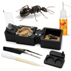Acid Spraying Ants Starter Kit | Live Formica Subsericea Ant Colony Growth Kit