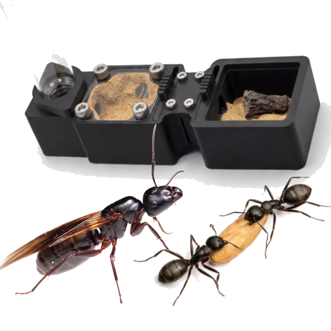 Black Soldier Ants Starter Kit | Live Carpenter Ant Colony Growth Kit